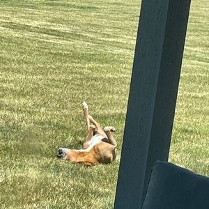 Meet your Posher, Bella